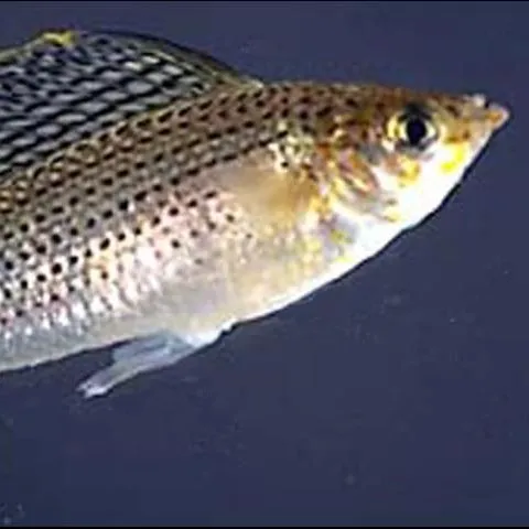 thumbnail for publication: Some Small Native Freshwater Fish Recommended for Mosquito and Midge Control in Ornamental Ponds